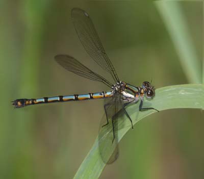 Diphlebia lestoides
